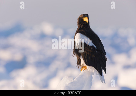 Portrait de l'Aigle de mer de Steller, Canal de Nemuro, Péninsule de Shiretoko, Hokkaido, Japon Banque D'Images