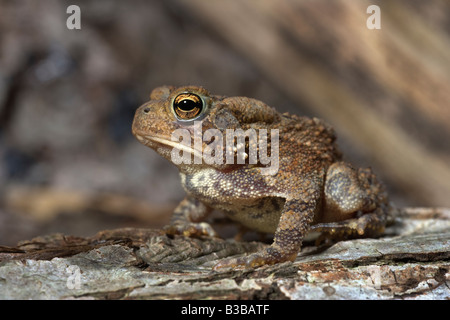 Crapaud d'Amérique (Bufo americanus NJ Banque D'Images