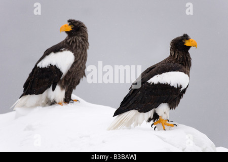 Les Aigles de mer de Steller, Canal de Nemuro, Péninsule de Shiretoko, Hokkaido, Japon Banque D'Images