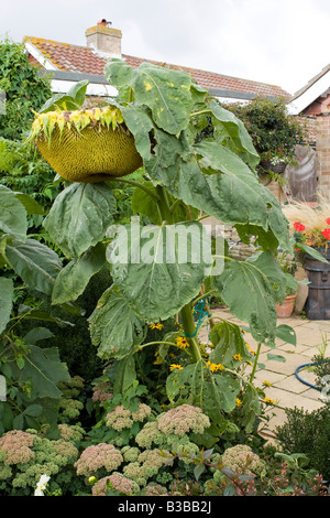 Sunflower géant (Helianthus annuus) qui grandit dans un jardin de banlieue anglais Banque D'Images