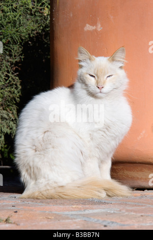 Portrait de chat, San Miguel de Allende, Guanajuato, Mexique Banque D'Images