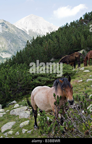 Les chevaux brouter sur le pâturage de montagne majestueux pic Vihren avec en arrière-plan de site du patrimoine mondial du parc national de Pirin Bulgarie Banque D'Images