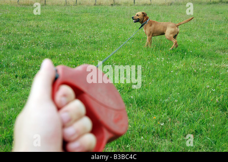 Marcher avec des demi-race amstaff chien Banque D'Images