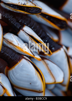 Close up of Goose Barnacles, Lepas anatifera Banque D'Images