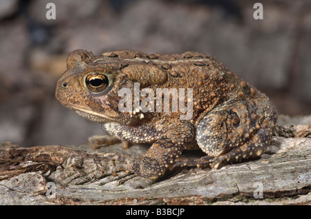 Crapaud d'Amérique, Bufo americanus NJ Banque D'Images