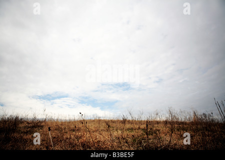 Herbes DES PRAIRIES APRÈS LA SAISON D'HIVER AU NORD DE L'ILLINOIS USA Banque D'Images