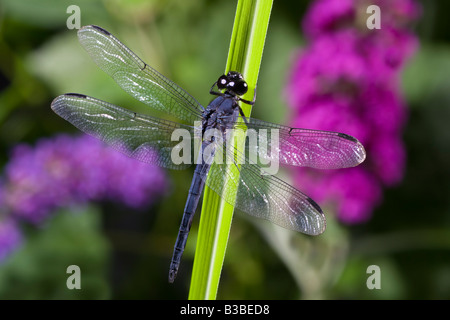 Libellule sur Reed Skimmer vineuse Franz kemser Libellula Banque D'Images