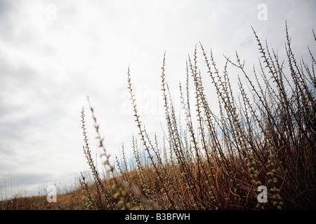 Herbes DES PRAIRIES APRÈS LA SAISON D'HIVER AU NORD DE L'ILLINOIS USA Banque D'Images