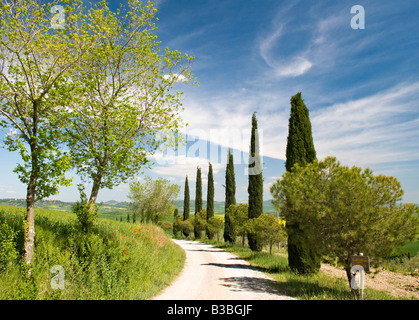 Paysage toscan traditionnel près de San Quirico, Valle de Orcia, Toscane, Italie Banque D'Images