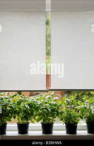 Jardin de fines herbes en pot sur le rebord de la fenêtre Banque D'Images