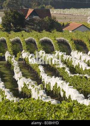 Vin rouge filets couvrant grapes growing sur vigne vignes vignoble Grange noire à Hawkes Bay, Nouvelle-Zélande Banque D'Images