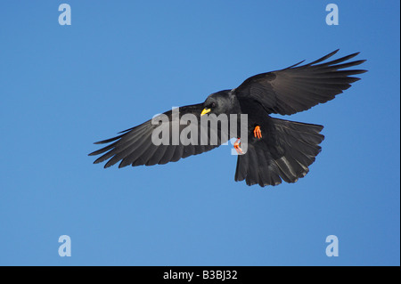 (Pyrrhocorax graculus Alpine Chough), adulte en vol, Pilatus, Suisse Banque D'Images