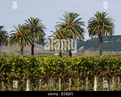 Vignes et palmiers phoenix au Phoenix Palm estate vineyard winery dans la région de Hawkes Bay, Nouvelle-Zélande Banque D'Images