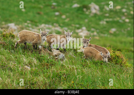 Bouquetin des Alpes (Capra ibex), les jeunes, Wang, Interlaken, Suisse Banque D'Images