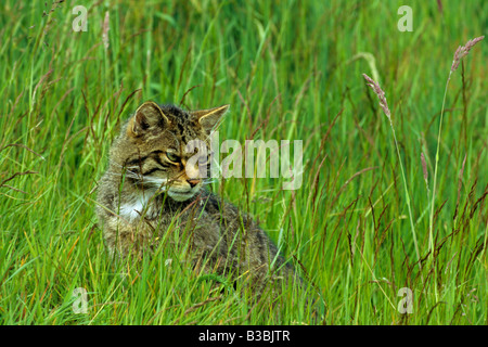 Felis silvestris Chat Sauvage écossais assis dans l'herbe haute dans le parc national de Cairngorm Les Highlands en Écosse Banque D'Images