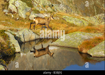 Chamois Rupicapra rupicapra les jeunes à la réflexion dans le lac Grimsel Berne Suisse Banque D'Images