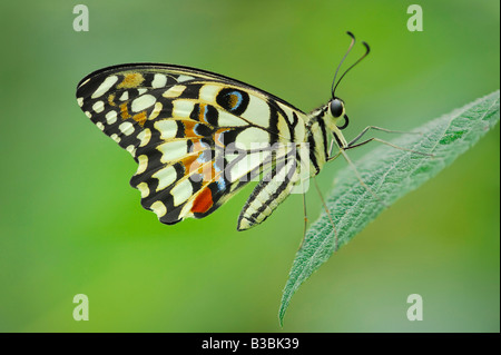 Papilio demoleus papillon citron perché sur adultes captifs des feuilles Banque D'Images