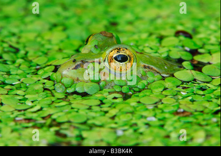 Edible frog (Rana esculenta), camouflé dans les lentilles d'adultes (Lemnaceae), Suisse Banque D'Images