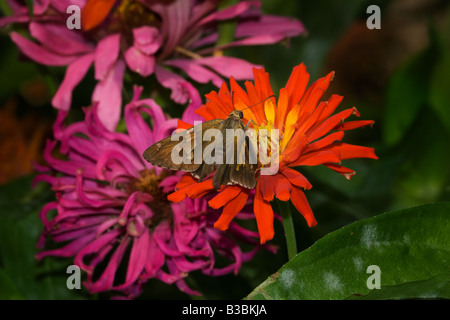 Silver-Spotted Skipper sur zinnia fleur Banque D'Images