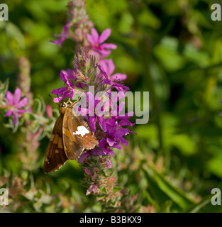 Silver-Spotted Skipper sur la Salicaire Banque D'Images