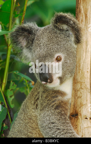 Koala Phascolarctos cinereus arbre adulte en Australie Banque D'Images