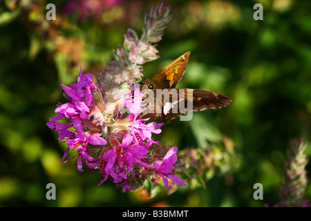 Silver-Spotted Skipper sur la Salicaire Banque D'Images