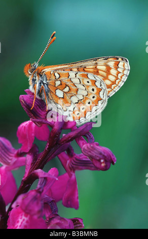 Marsh Fritillary Euphydryas aurinia hot perché sur orchid Suisse Banque D'Images