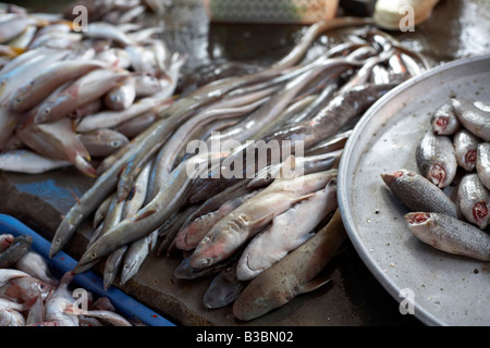 Les poissons, marché de Dong Duong, Duong Dong, Phu Quoc, Vietnam Banque D'Images