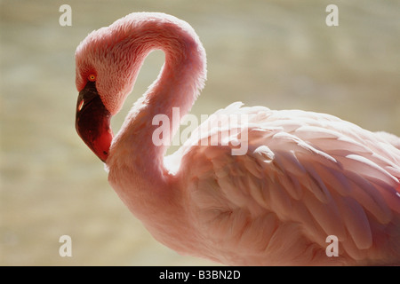Flamingo, le Zoo de San Diego, Californie, USA Banque D'Images