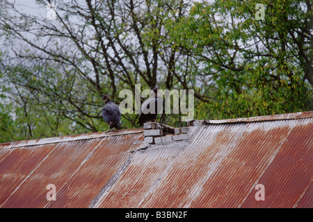 Les vautours sur la vieille grange, toit, Texas, USA Banque D'Images