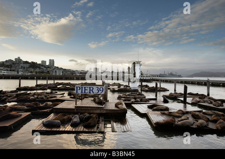 Les Lions de mer au Pier 39, San Francisco, Californie du Nord, Californie, USA Banque D'Images