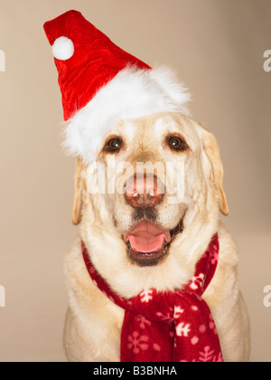 Portrait de Labrador Retriever Wearing Santa Hat and Scarf Banque D'Images