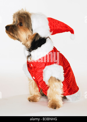 Portrait de Yorkshire Terrier Wearing Santa Hat and Coat Banque D'Images