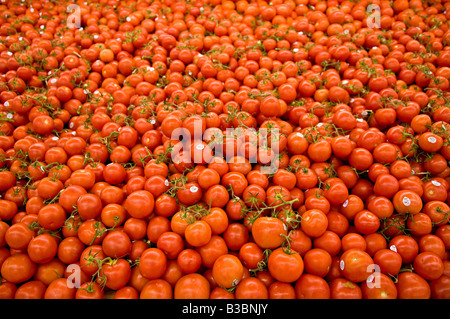 Les tomates au marché de fruits et légumes Banque D'Images