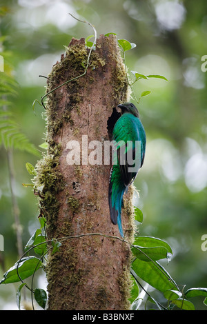 Femme Quetzal resplendissant dans la forêt de nuages, Santa Elena, Costa Rica Banque D'Images