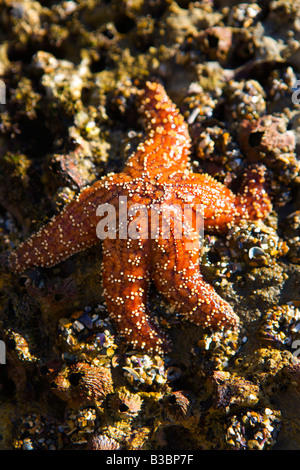 Les étoiles de mer, San Pedro, California, USA Banque D'Images