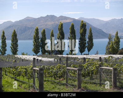 À vignes Pinot noir vignoble Rippon, Wanaka, Central Otago, Nouvelle-Zélande Banque D'Images