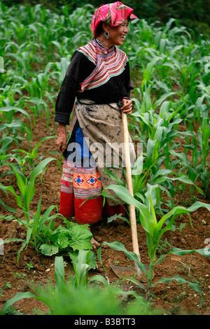 Tribeswoman Flower Hmong qui travaillent dans les champs, la province de Ha Giang, Vietnam Banque D'Images