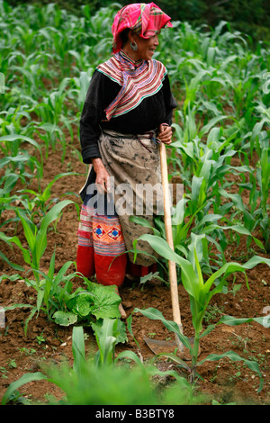 Tribeswoman Flower Hmong qui travaillent dans les champs, la province de Ha Giang, Vietnam Banque D'Images