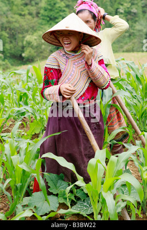 Tribeswoman Flower Hmong qui travaillent dans les champs, la province de Ha Giang, Vietnam Banque D'Images