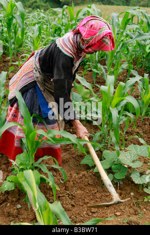 Tribeswoman Flower Hmong qui travaillent dans les champs, la province de Ha Giang, Vietnam Banque D'Images