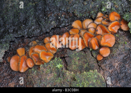 Cils - champignon commun Scutellinia scutellata Banque D'Images