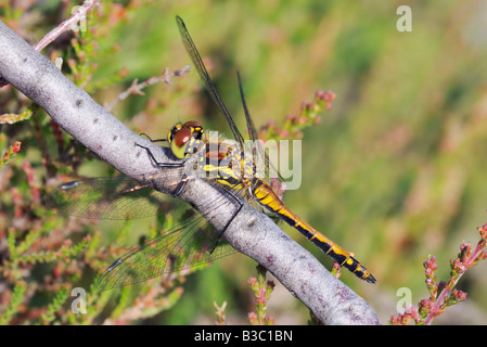 Dard noir Libellule Sympetrum danae Banque D'Images