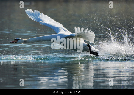 Cygne tuberculé Cygnus olor décollant adultes lac de Zoug Suisse Banque D'Images