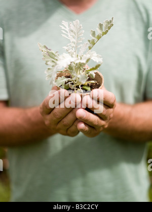 Un homme tenant une plante dans un cache-pot, Close up Banque D'Images