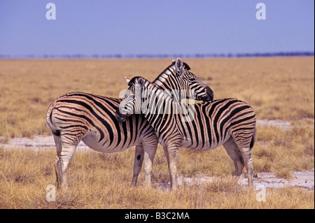 Les zèbres des plaines (Equus quagga), paire, Namibie, Afrique Banque D'Images