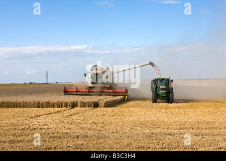 La séquence 4 de 7 la récolte à la moissonneuse-batteuse qui travaillent dans les champs de blé de Thanet Kent Banque D'Images