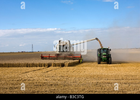 La séquence 5 de 7 la récolte à la moissonneuse-batteuse qui travaillent dans les champs de blé de Thanet Kent Banque D'Images