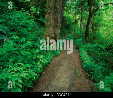 Chemin à travers la forêt ancienne dans la gorge du Columbia de la chaîne des Cascades, à la frontière de l'Oregon et de Washington. Banque D'Images