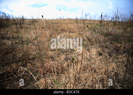 Herbes DES PRAIRIES APRÈS LA SAISON D'HIVER AU NORD DE L'ILLINOIS USA Banque D'Images